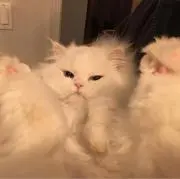 よん