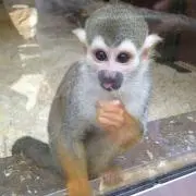 ピロ