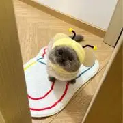 おもちの画像