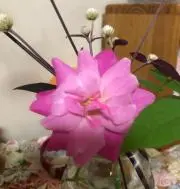 ぶんじらーの画像