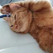 ちゃたろう