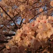 まなは