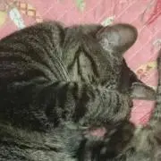 にゃにゃすけの画像