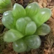 Haworthiaの画像