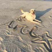 こんちゃん