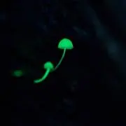 むう