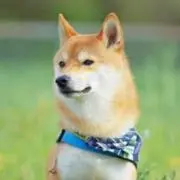 わんの画像