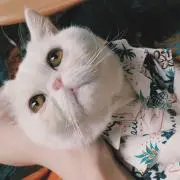 ねこの画像