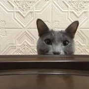 ビートルの画像