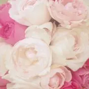 ブルーベルの画像