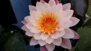 FLOWERの画像