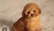Manakaの画像