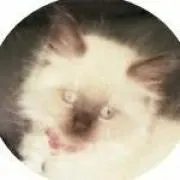 ころころにゃんの画像