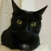ブラックキャットの画像