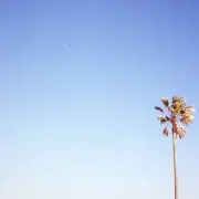 ghandsの画像