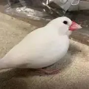 じゃっくの画像