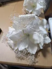 マモトの画像
