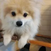 ばななの画像