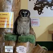 ぐっぺーの画像