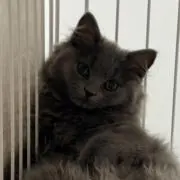 つなかんの画像