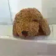 ことりの画像