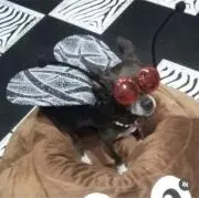犬畜生の画像