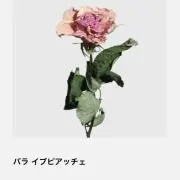 はんばいちゅうちゅう