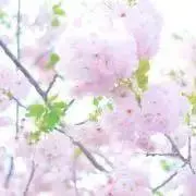 にっけるの画像