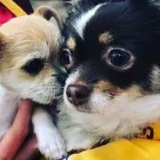 ぼんずぼんの画像