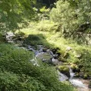 けすの画像