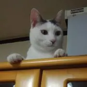 nkmcの画像