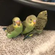 Haruの画像
