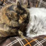 なな