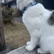 おちゃの画像