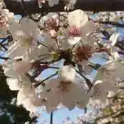即購入歓迎(*^_^*)の画像