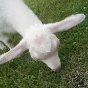 たかな