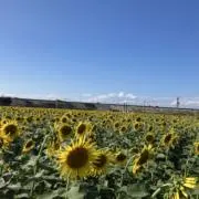 himaの画像