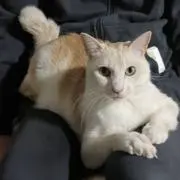 よしこと