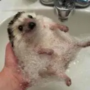(´・_・`)