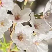 さくらの画像