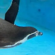 ぺんの画像