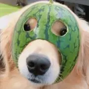 ともの画像