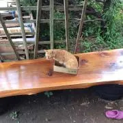 チャ太郎