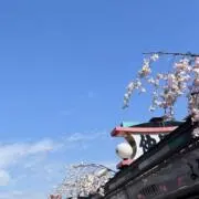 カラジャム(●)´`・)の画像