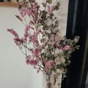 しょこの画像