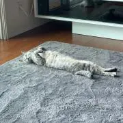 みかんの画像