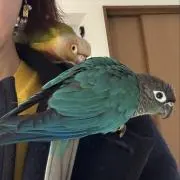 おやつはカールとアイス