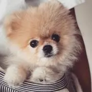 lilybean24の画像