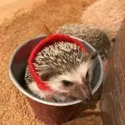 はり　ねずみの画像