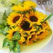 ひまわりの画像